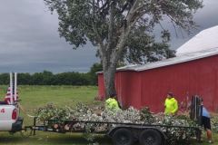 Ranch-farm-tree-service