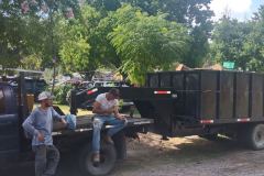 Rice-Texas-tree-removal-trimming-1