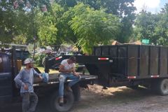 Rice-Texas-tree-removal-trimming