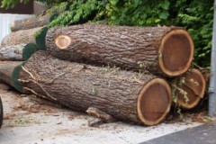Tree-trimming-clearing-1