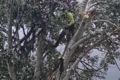 hazardous-tree-removal-1