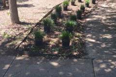 landscaping-Rice-Texas-2
