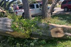 large-dangerous-tree-removal