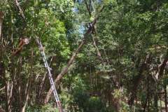 major-job-tree-trimming-1