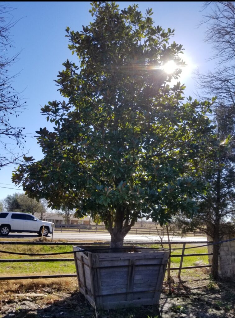 tree removal dallas