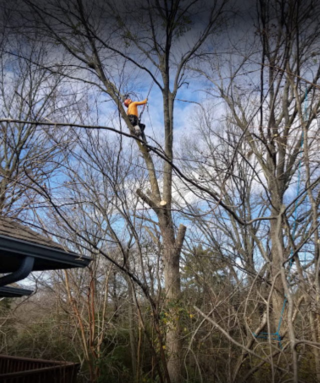 Tree Climber trimming limbs