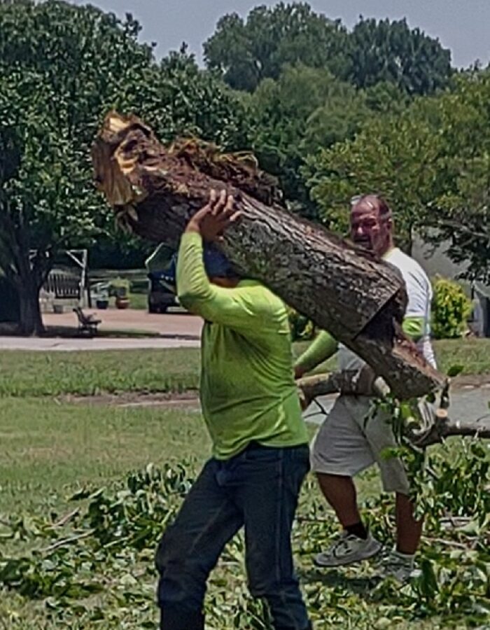 hazardous tree removal Van Alstyne, TX