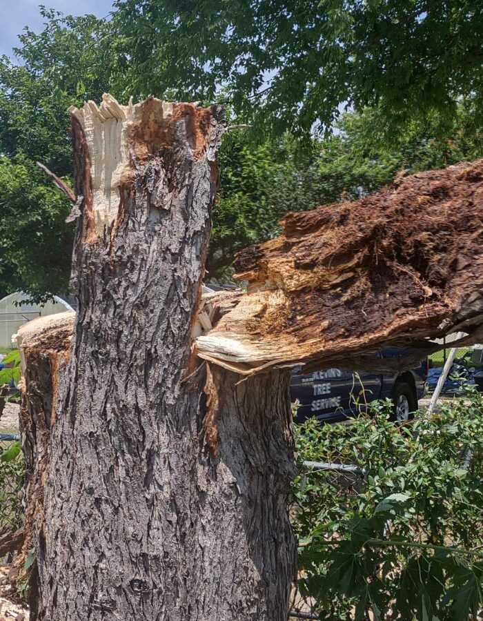 storm damage tree service McKinney TX