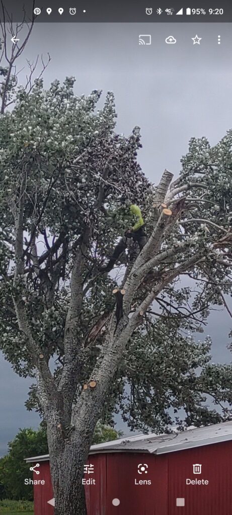 hazardous-tree-removal