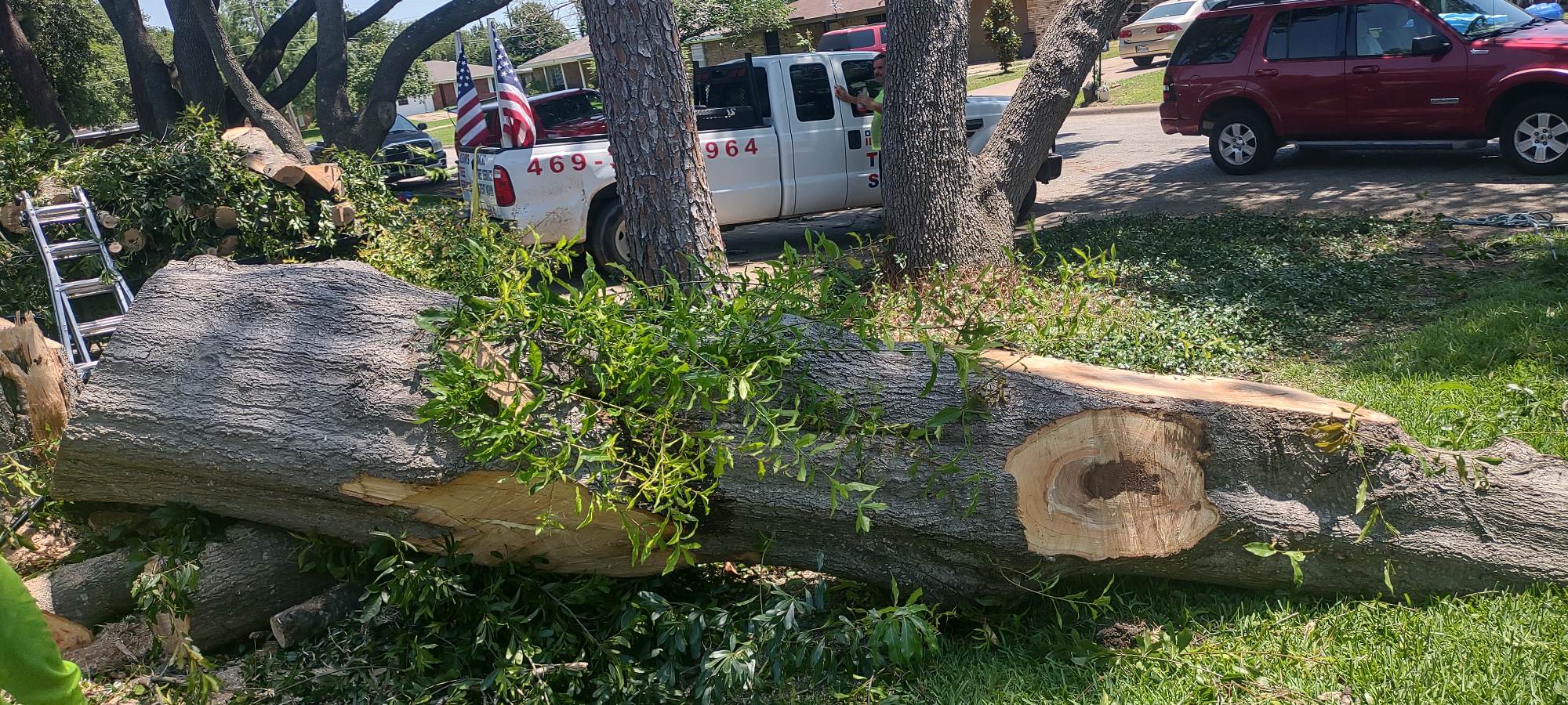 large-dangerous-tree-removal